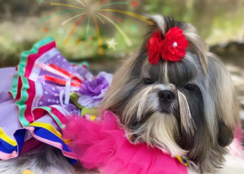 Concurso online vai premiar cães com as melhores fantasias juninas em Teresina